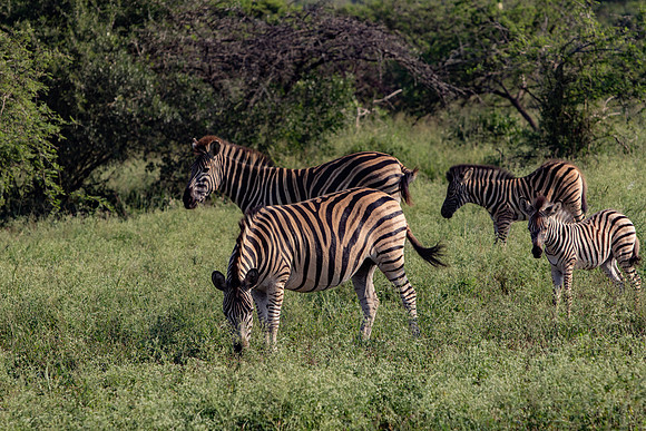 Safari Day 1-8425