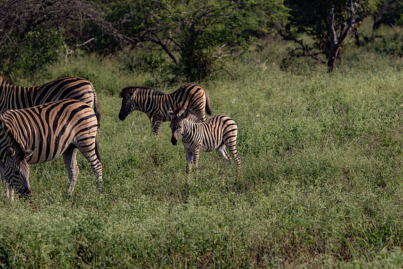 Safari Day 1-8426
