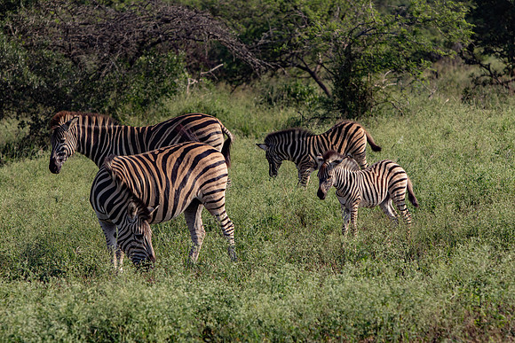 Safari Day 1-8427