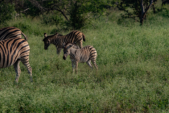 Safari Day 1-8428
