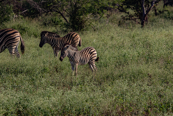 Safari Day 1-8429