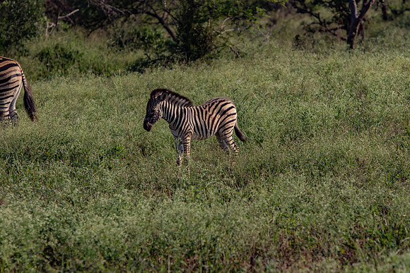 Safari Day 1-8430