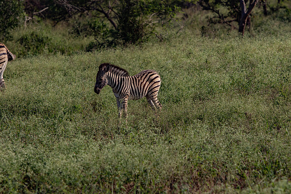 Safari Day 1-8431