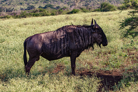 Safari Day 1-8433