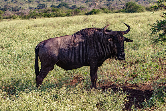 Safari Day 1-8434