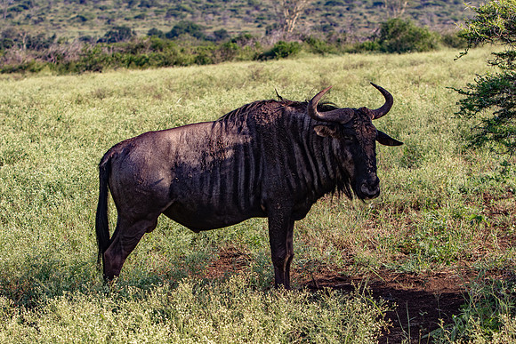 Safari Day 1-8435