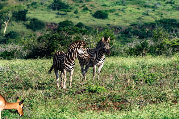 Safari Day 1-8440