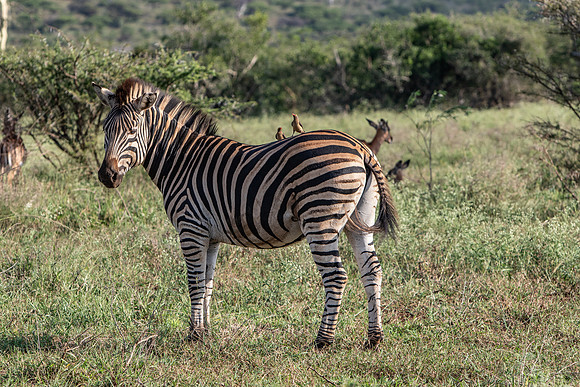 Safari Day 1-8441
