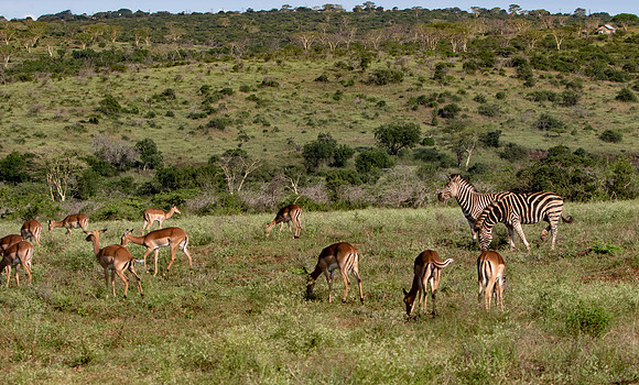 Safari Day 1-8444