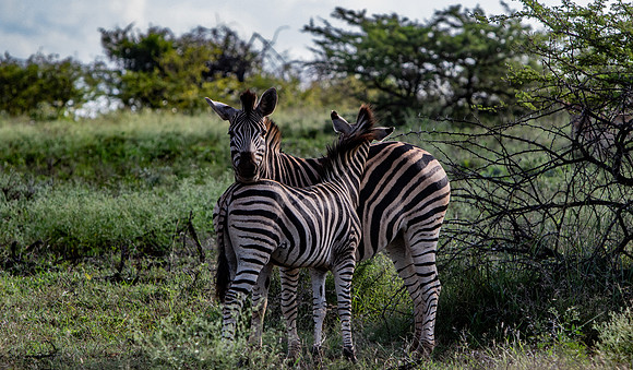 Safari Day 1-8448