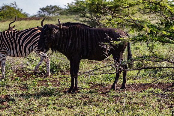Safari Day 1-8450