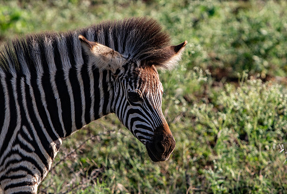 Safari Day 1-8451