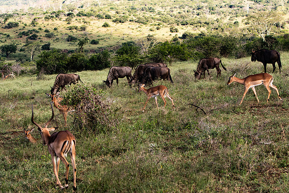 Safari Day 1-8458