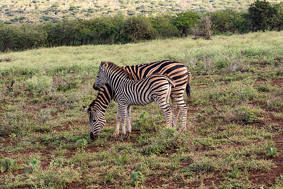 Safari Day 1-8459