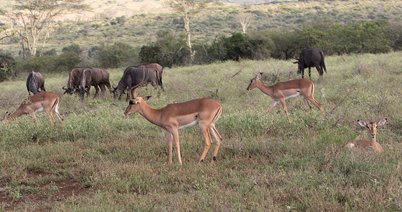 Safari Day 1-8462