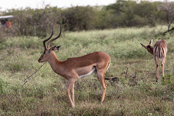 Safari Day 1-8463