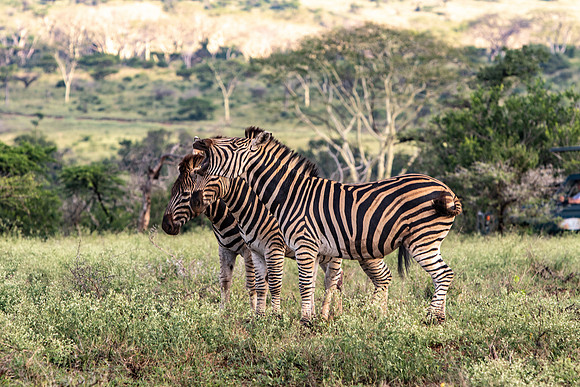 Safari Day 1-8464