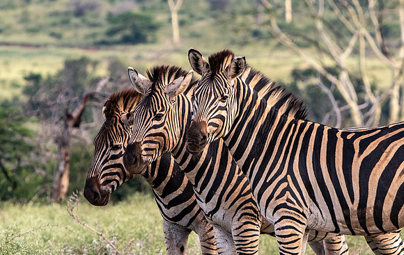 Safari Day 1-8465