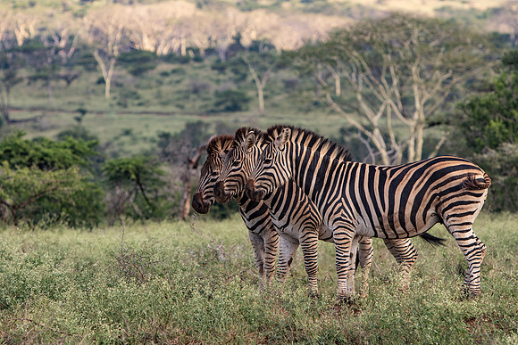 Safari Day 1-8468