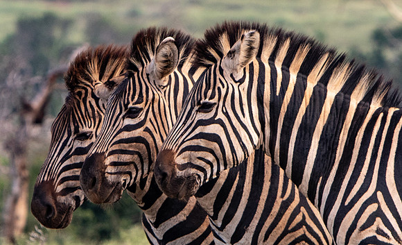 Safari Day 1-8468-2