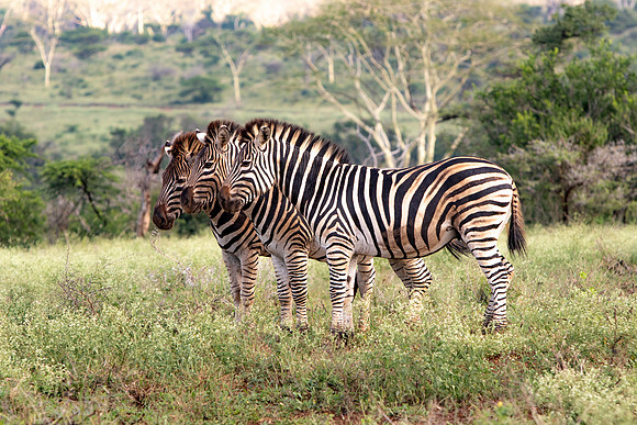 Safari Day 1-8469