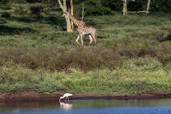 Safari Day 1-8472