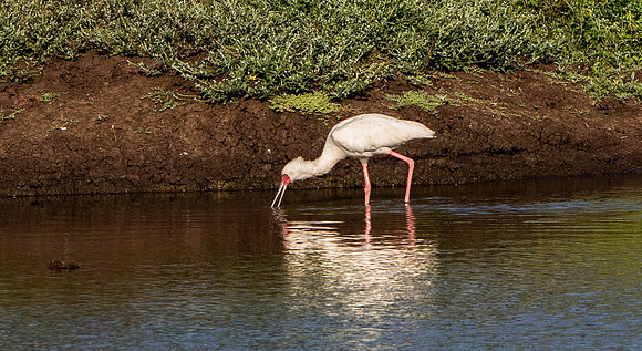 Safari Day 1-8473