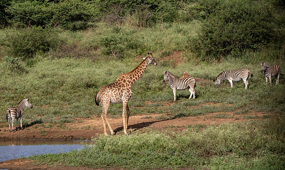 Safari Day 1-8474