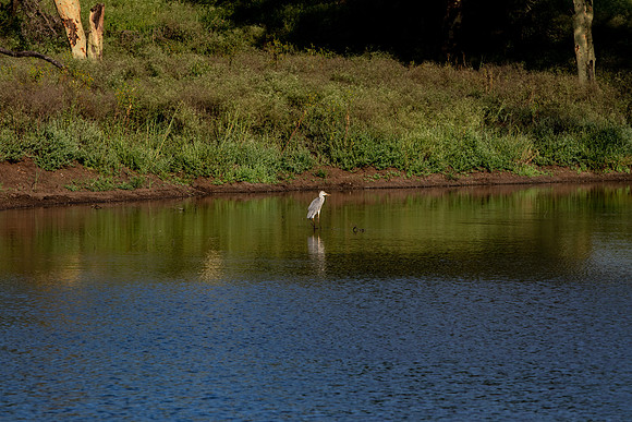 Safari Day 1-8477