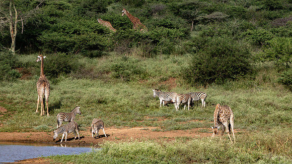 Safari Day 1-8478