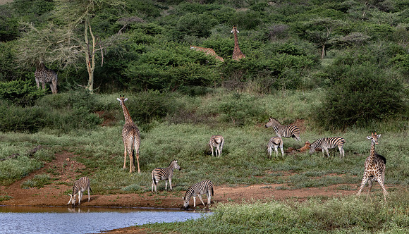 Safari Day 1-8479