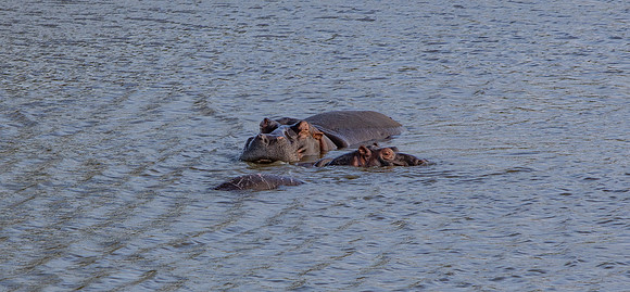Safari Day 1-8490