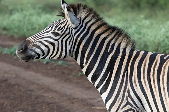 Safari Day 1-8497