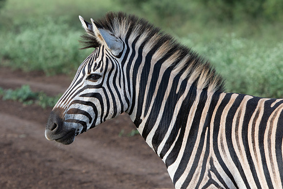 Safari Day 1-8498