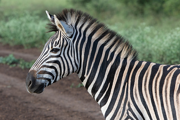 Safari Day 1-8499