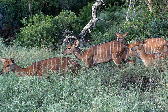 Safari Day 1-8517