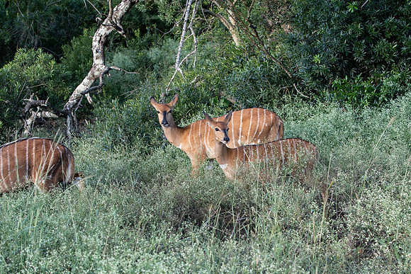 Safari Day 1-8518