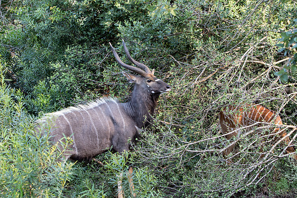 Safari Day 1-8521