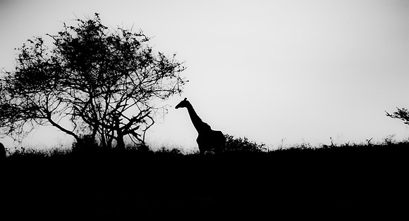 Safari Day 1-8543