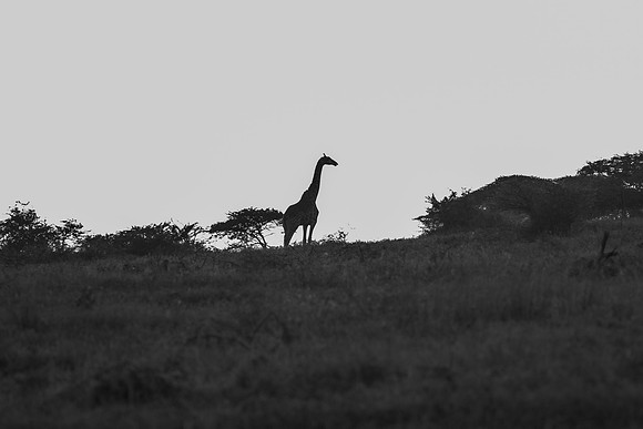 Safari Day 1-8545