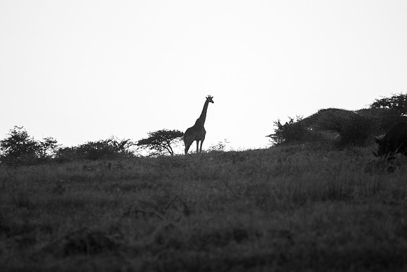 Safari Day 1-8546