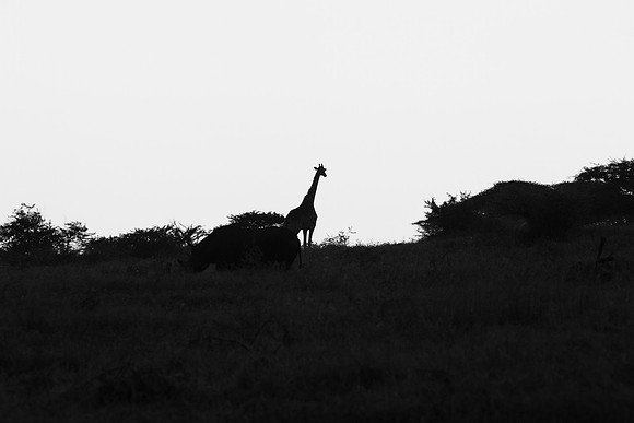 Safari Day 1-8551