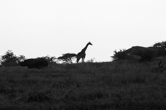 Safari Day 1-8552