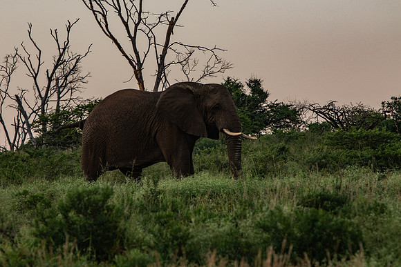 Safari Day 1-8555