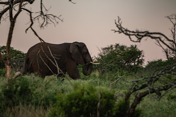 Safari Day 1-8556