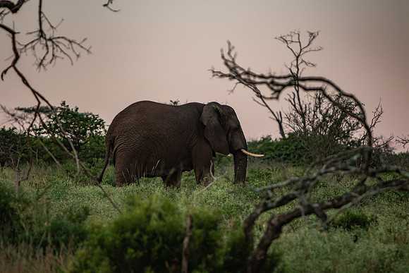 Safari Day 1-8557