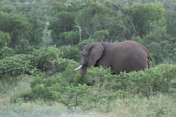 Safari Day 1-8559