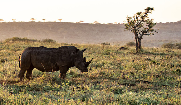 Safari Day 1-8578