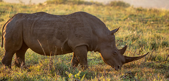 Safari Day 1-8585