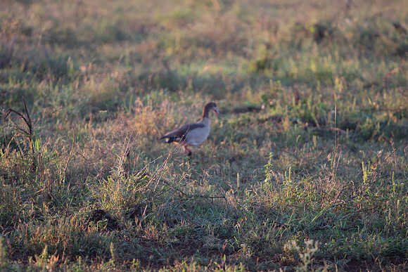 Safari Day 1-8588
